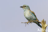 European Roller (Coracias garrulus)