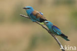 Scharrelaar (Coracias garrulus)