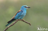 Scharrelaar (Coracias garrulus)