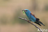 Scharrelaar (Coracias garrulus)