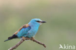 European Roller (Coracias garrulus)