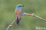 European Roller (Coracias garrulus)