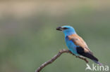 European Roller (Coracias garrulus)