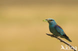 European Roller (Coracias garrulus)