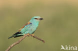 Scharrelaar (Coracias garrulus)