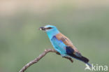 Scharrelaar (Coracias garrulus)