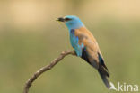 Scharrelaar (Coracias garrulus)