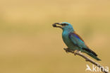 European Roller (Coracias garrulus)