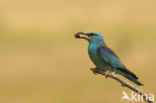 Scharrelaar (Coracias garrulus)