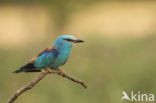 Scharrelaar (Coracias garrulus)