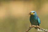 Scharrelaar (Coracias garrulus)