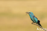 Scharrelaar (Coracias garrulus)