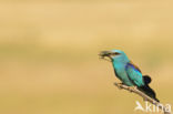 Scharrelaar (Coracias garrulus)