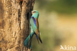 Scharrelaar (Coracias garrulus)