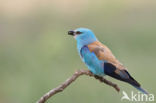 Scharrelaar (Coracias garrulus)