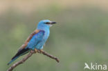 Scharrelaar (Coracias garrulus)