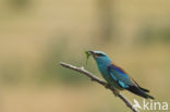 Scharrelaar (Coracias garrulus)