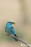 European Roller (Coracias garrulus)