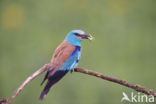 Scharrelaar (Coracias garrulus)