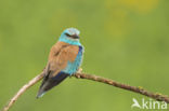 European Roller (Coracias garrulus)