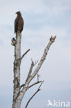 Lesser spotted Eagle (Aquila pomarina)