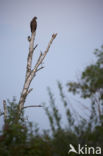 Lesser spotted Eagle (Aquila pomarina)