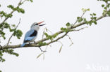 Woodland Kingfisher (Halcyon senegalensis)