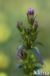 Slanke gentiaan (Gentianella amarella)