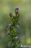 Slanke gentiaan (Gentianella amarella)