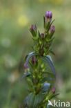 Slanke gentiaan (Gentianella amarella)