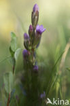 Slanke gentiaan (Gentianella amarella)