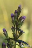 Slanke gentiaan (Gentianella amarella)