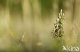 Slanke gentiaan (Gentianella amarella)