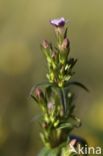 Slanke gentiaan (Gentianella amarella)