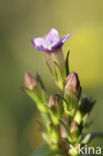 Slanke gentiaan (Gentianella amarella)