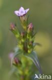 Slanke gentiaan (Gentianella amarella)