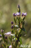 Slanke gentiaan (Gentianella amarella)