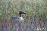 Slobeend (Anas clypeata)