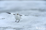 Snow Bunting (Plectrophenax nivalis)