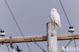 Snowy Owl (Bubo scandiacus)