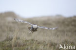 Sneeuwuil (Bubo scandiacus)