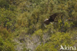 Spaanse Keizerarend (Aquila adalberti)