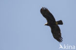 Spaanse Keizerarend (Aquila adalberti)