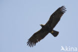 Spaanse Keizerarend (Aquila adalberti)