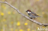 Spanish Sparrow (Passer hispaniolensis)