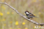 Spanish Sparrow (Passer hispaniolensis)