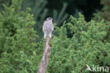 Sparrow Hawk (Accipiter nisus)