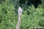 Sparrow Hawk (Accipiter nisus)