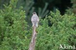 Sparrow Hawk (Accipiter nisus)