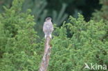 Sparrow Hawk (Accipiter nisus)